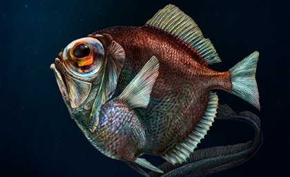 One deep-sea fish with enhanced vision: silver spinyfin (Diretmus argenteus)